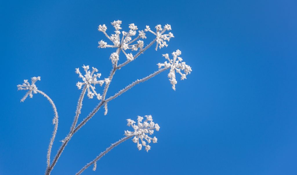 Planting Winter Flowers For Your Garden