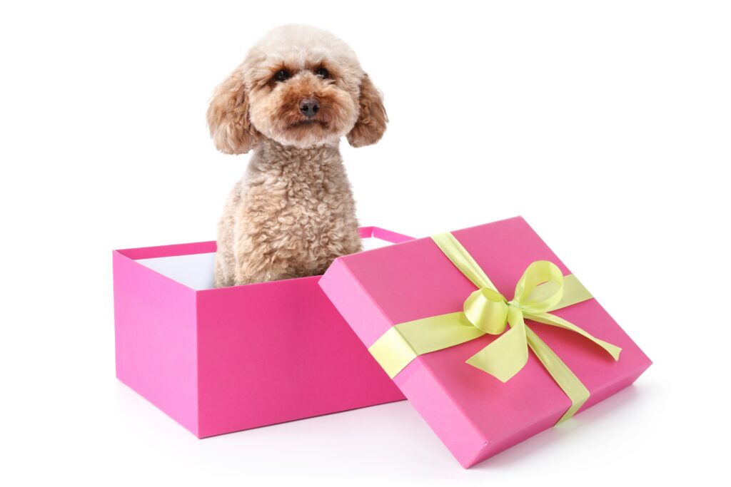 Is Giving A Pet As A Gift Still A Good Idea? Everything Every Gift-Giver Needs To Honestly Consider Before Surprising Someone With A Living Animal